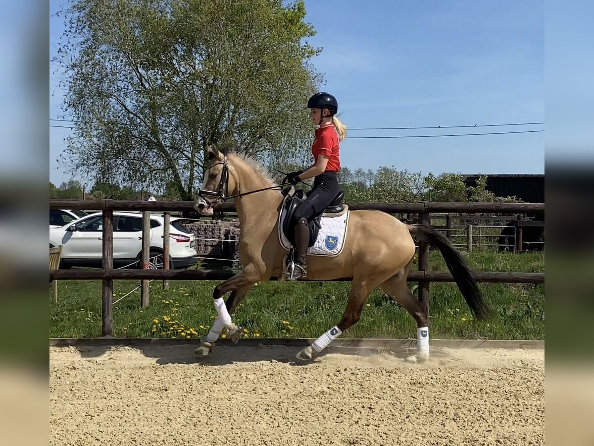 German Riding Pony Mare 3 years 14,1 hh Dun in Achim
