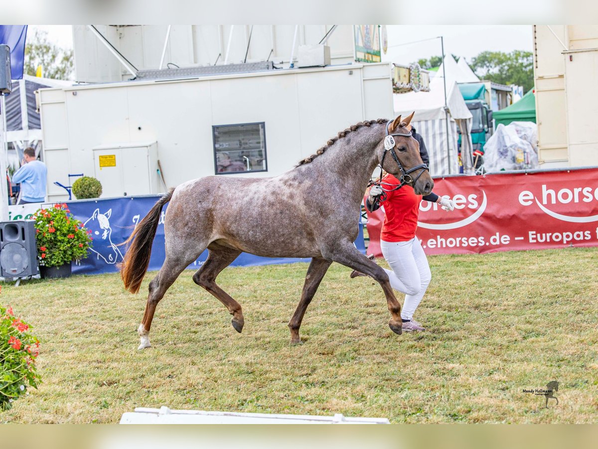 German Riding Pony Mare 3 years 14,1 hh Roan-Red in Stadland