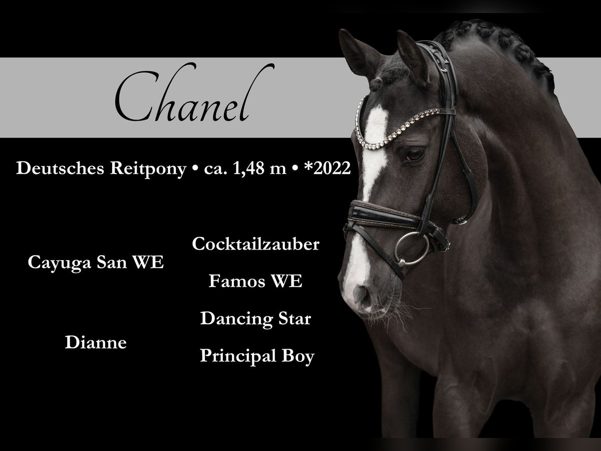 German Riding Pony Mare 3 years 14,2 hh Black in Wehringen