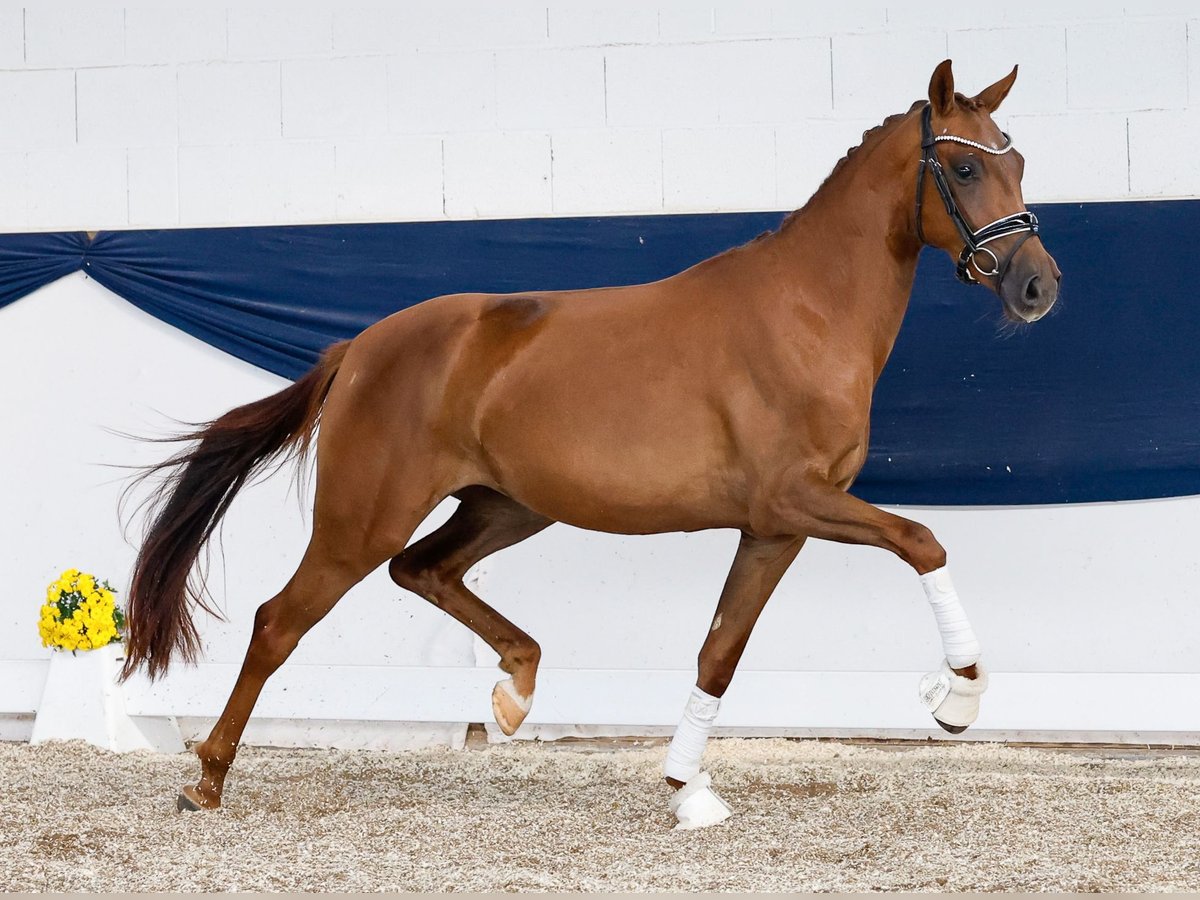 German Riding Pony Mare 3 years 14,2 hh Chestnut-Red in Marsberg
