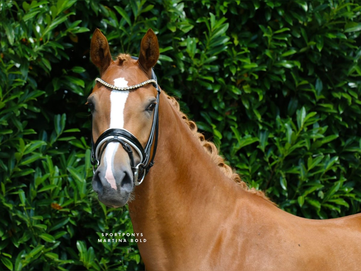 German Riding Pony Mare 3 years 14,2 hh Chestnut-Red in Recke, bei Osnabr&#xFC;ck