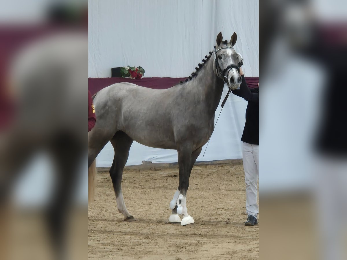 German Riding Pony Mare 3 years 14,2 hh Gray in Wald