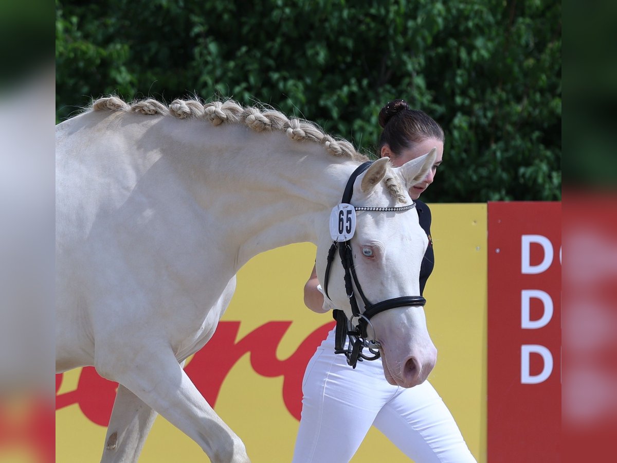 German Riding Pony Mare 3 years 14,2 hh Perlino in Sonnenb&#xFC;hl