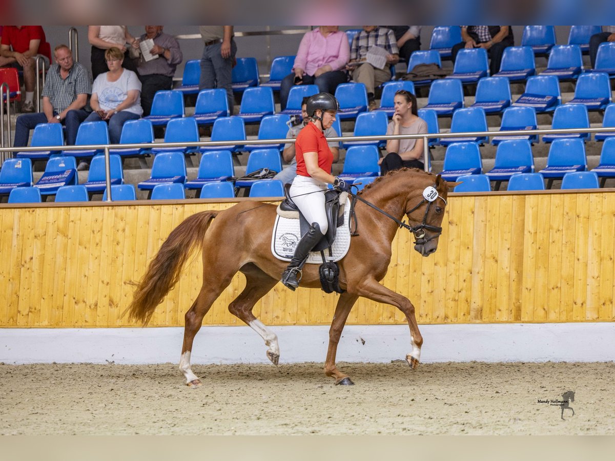 German Riding Pony Mare 3 years 14,3 hh Chestnut-Red in Esens