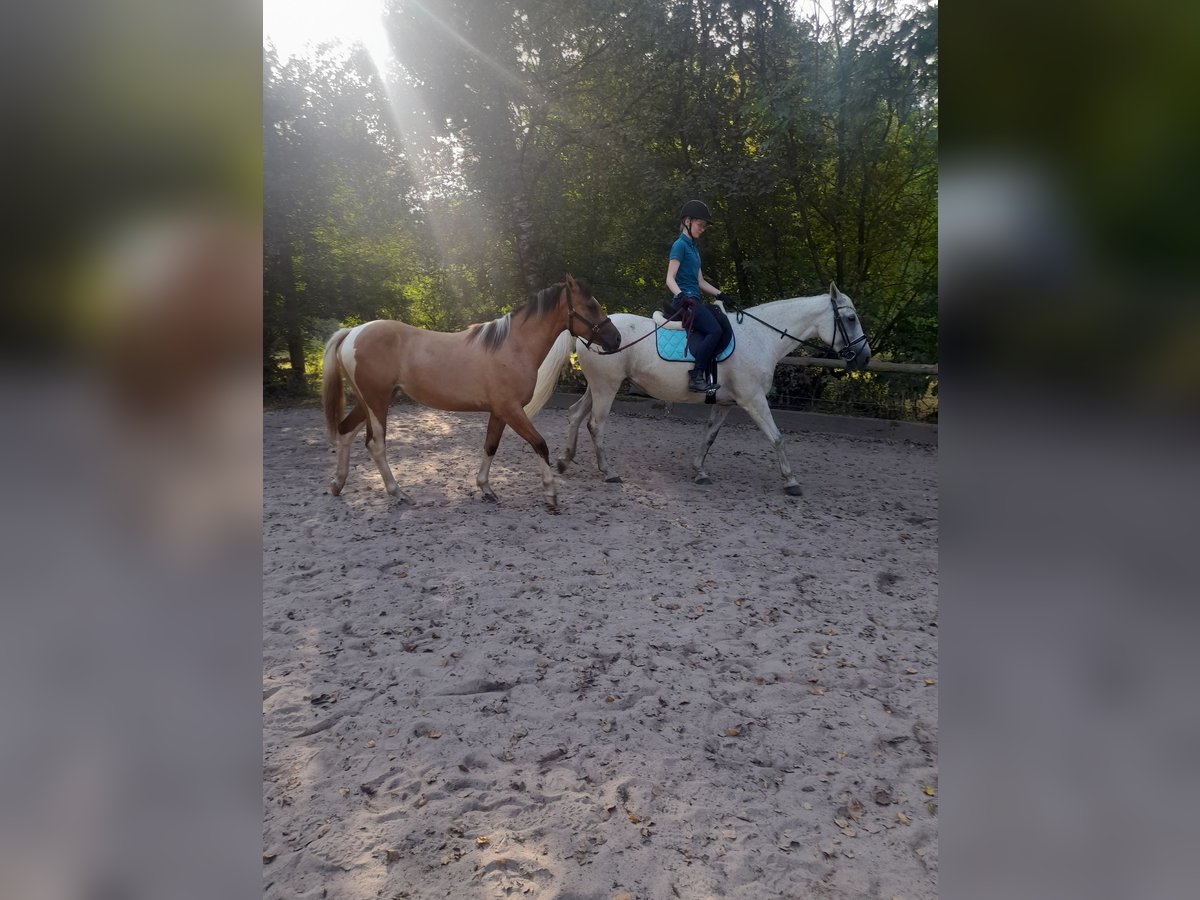 German Riding Pony Mix Mare 3 years 14,3 hh Dun in M&#xFC;nchberg