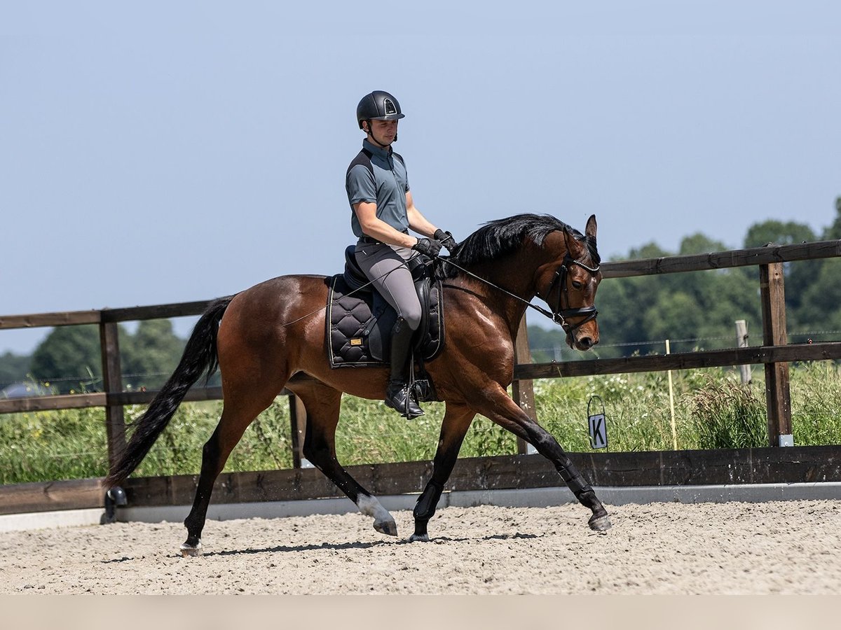 German Riding Pony Mare 3 years 15 hh Brown in Blesdijke