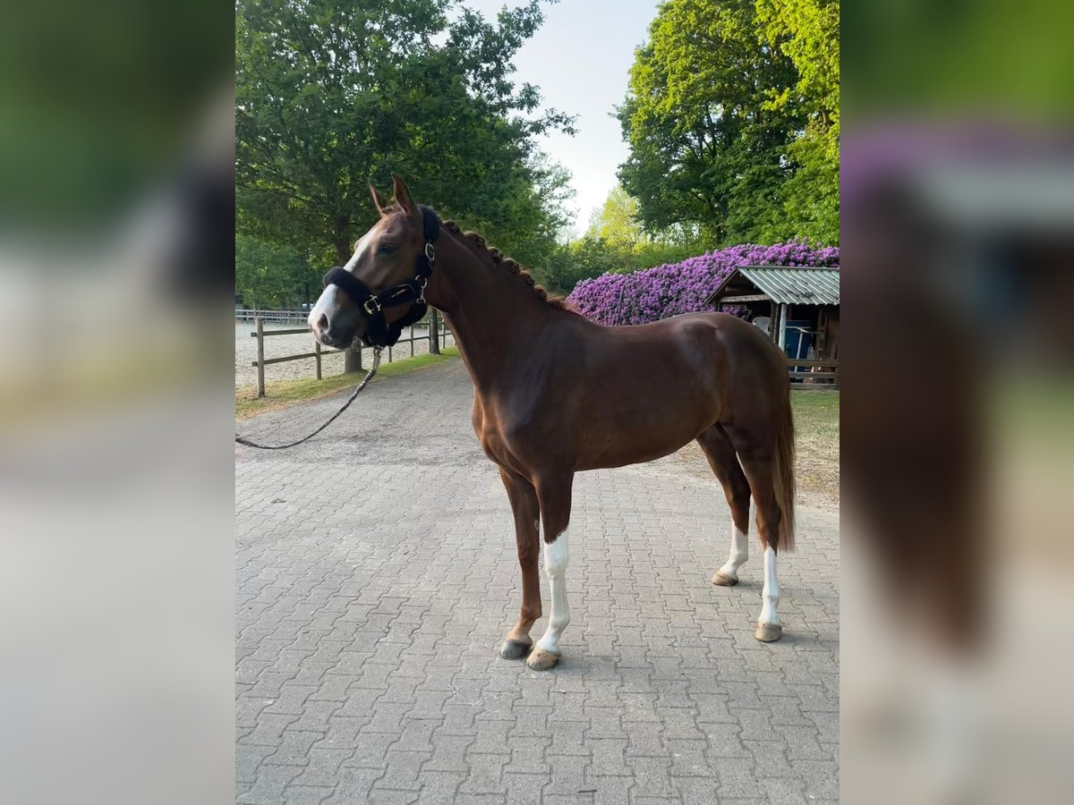 German Riding Pony Mare 3 years 15,1 hh Chestnut in Eydelstedt German Riding Pony Mare 3 years 15,1 hh Chestnut in Eydelstedt