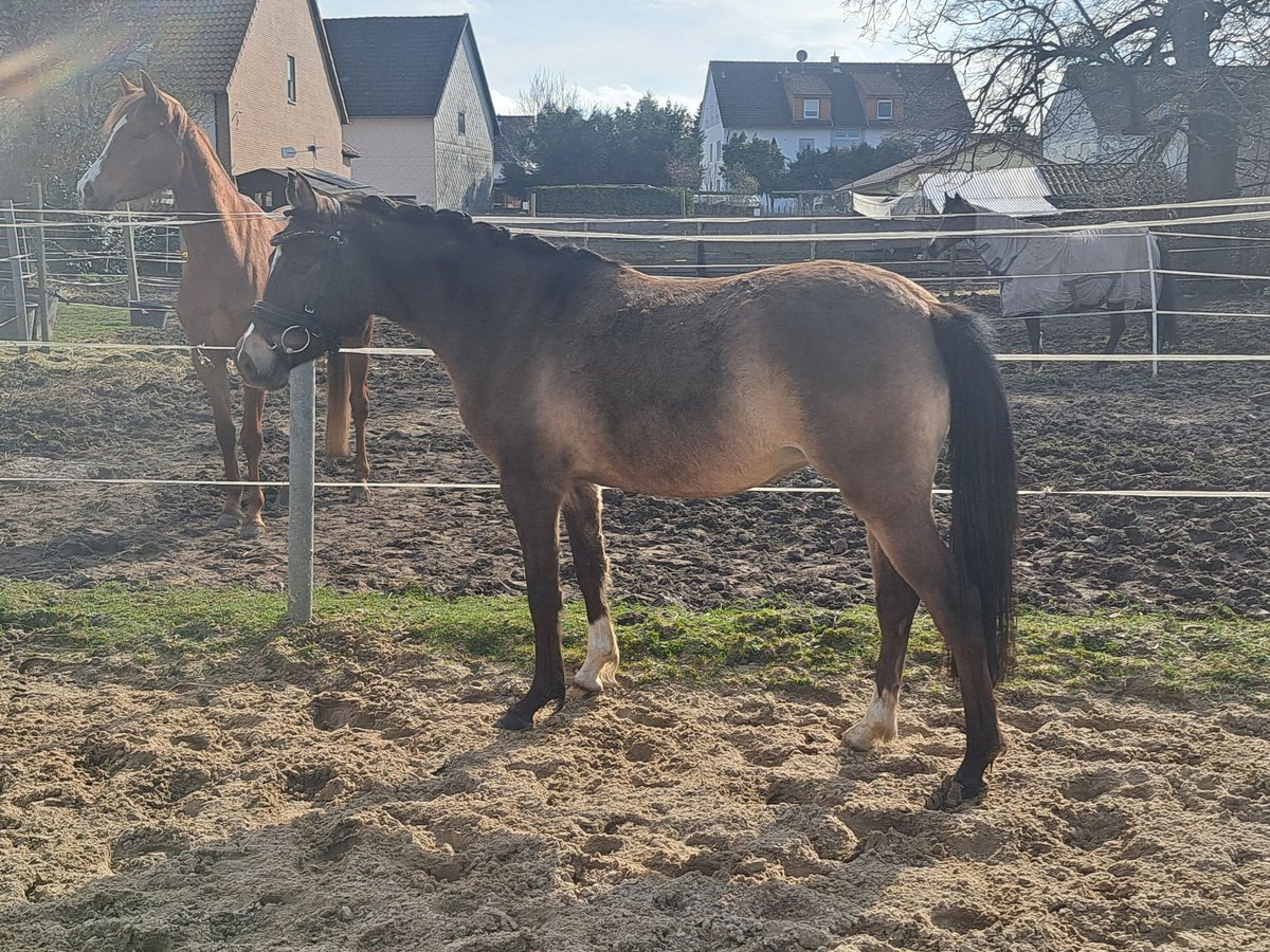 German Riding Pony Mare 4 years 13,2 hh Dun in Bockenem