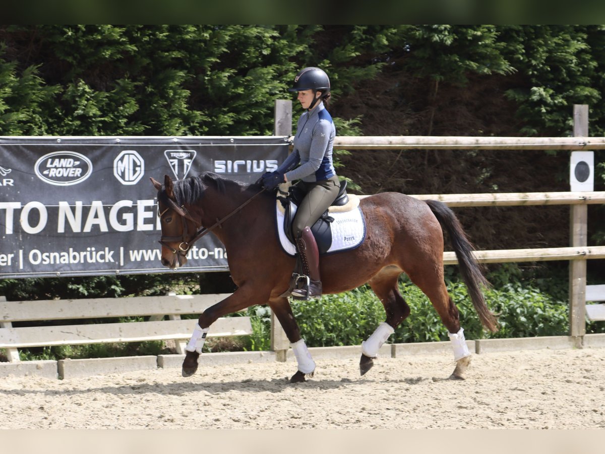 German Riding Pony Mare 4 years 13,3 hh Brown in Nottuln