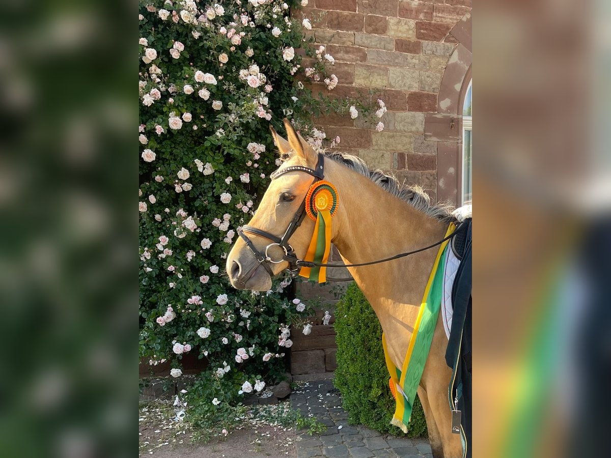 German Riding Pony Mare 4 years 13,2 hh Buckskin in Zweibr&#xFC;ckenZweibr&#xFC;cken