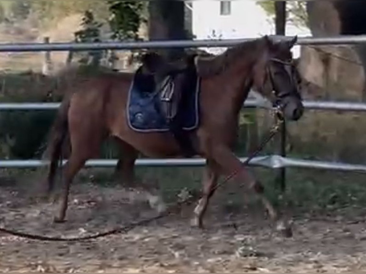 German Riding Pony Mare 4 years 13,2 hh Chestnut-Red in Suhlendorf