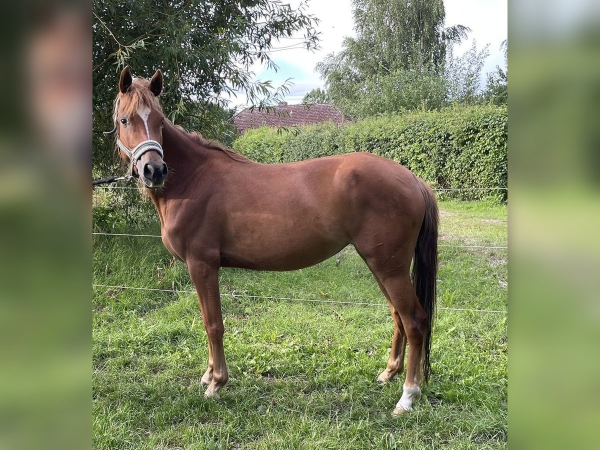 German Riding Pony Mare 4 years 13,2 hh Chestnut-Red in Suhlendorf