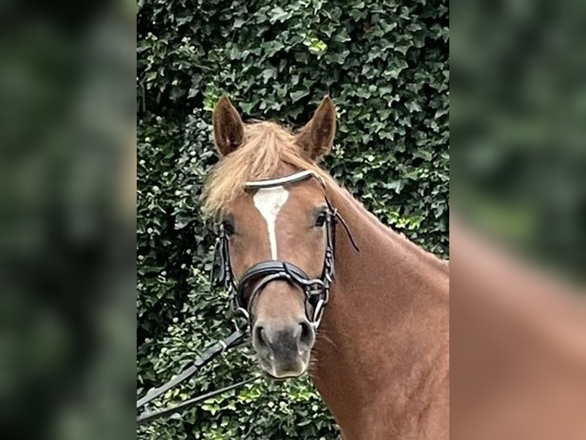 German Riding Pony Mare 4 years 13,2 hh Chestnut-Red in Suhlendorf