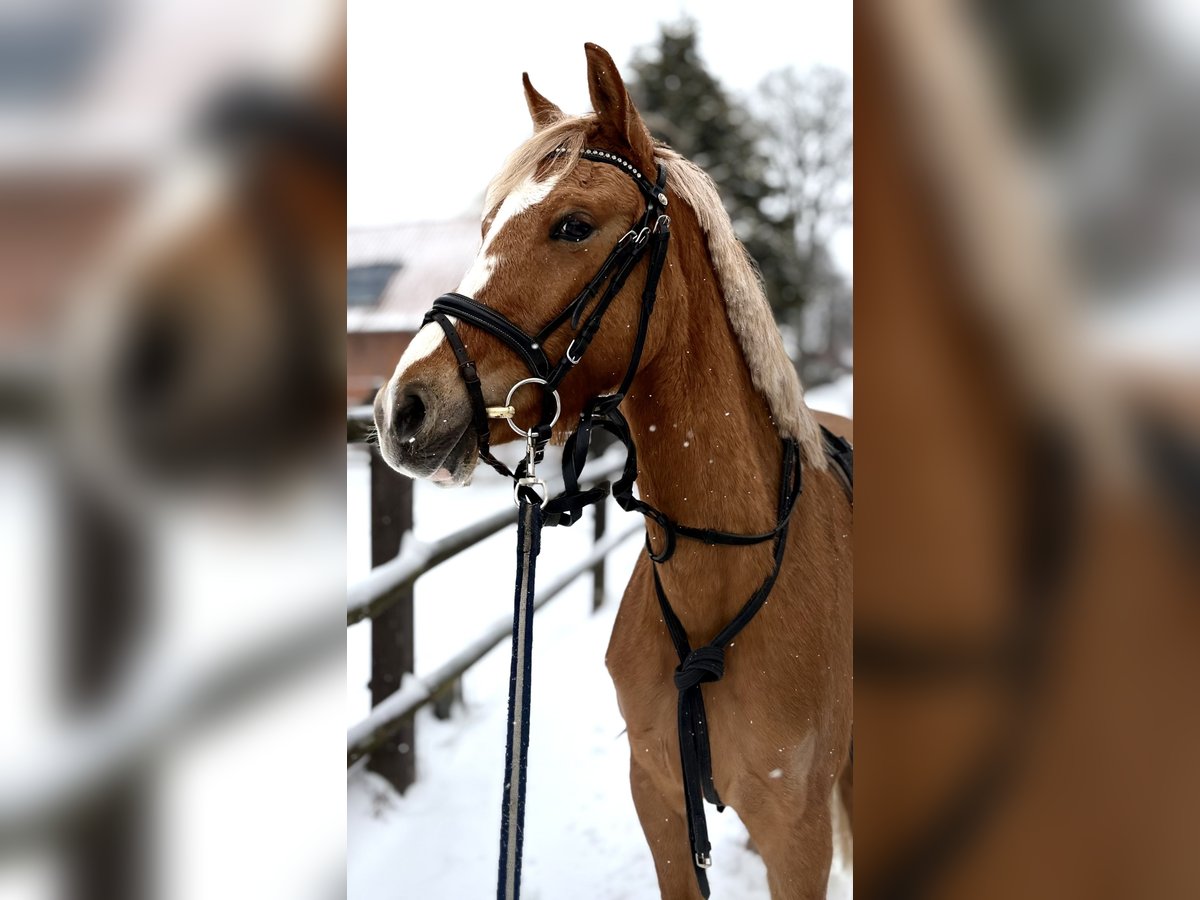 German Riding Pony Ranch German Riding Pony Mare 4 years 13,2 hh Palomino in Kirchlinteln