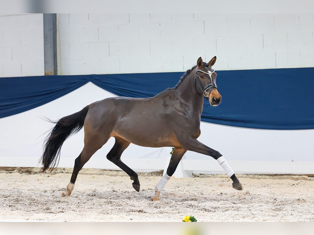 German Riding Pony Mare 4 years 14,1 hh Brown in Marsberg