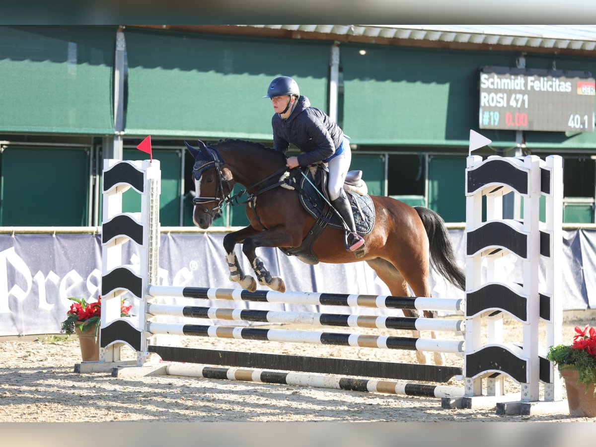 German Riding Pony Mare 4 years 14,1 hh Brown in Allershausen