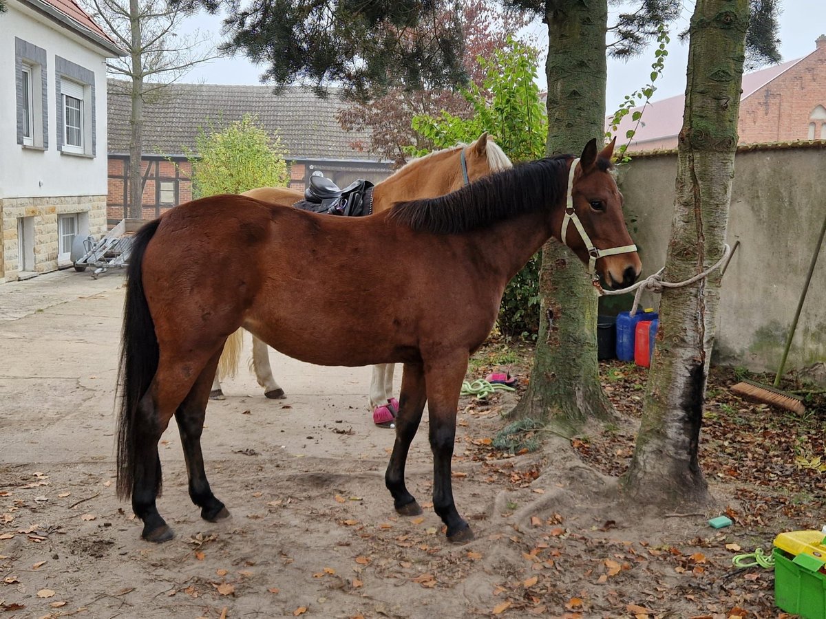 German Riding Pony Mare 4 years 14,1 hh Brown in Bismark (Altmark)