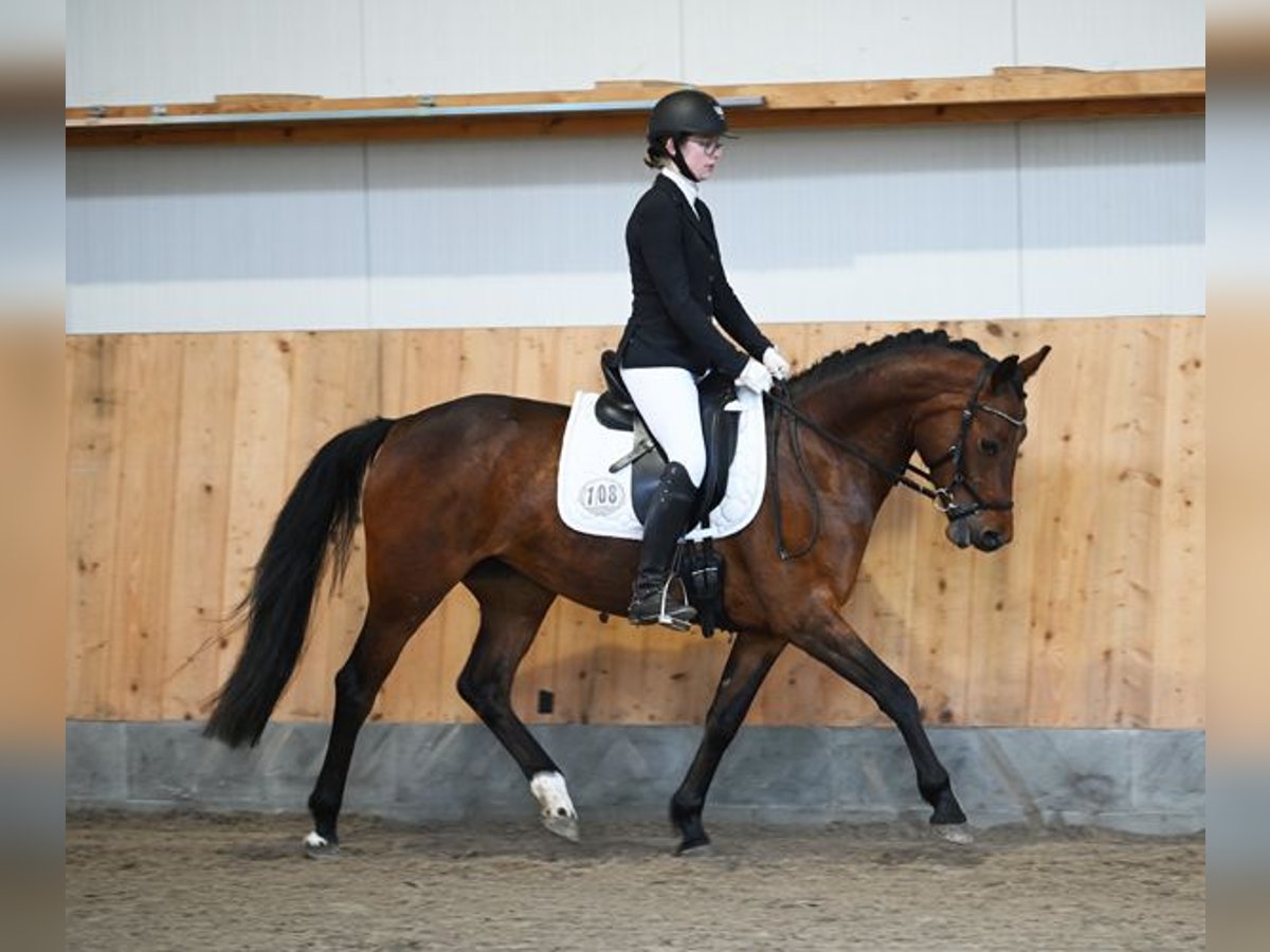 German Riding Pony Mare 4 years 14,1 hh Brown in Stuhr