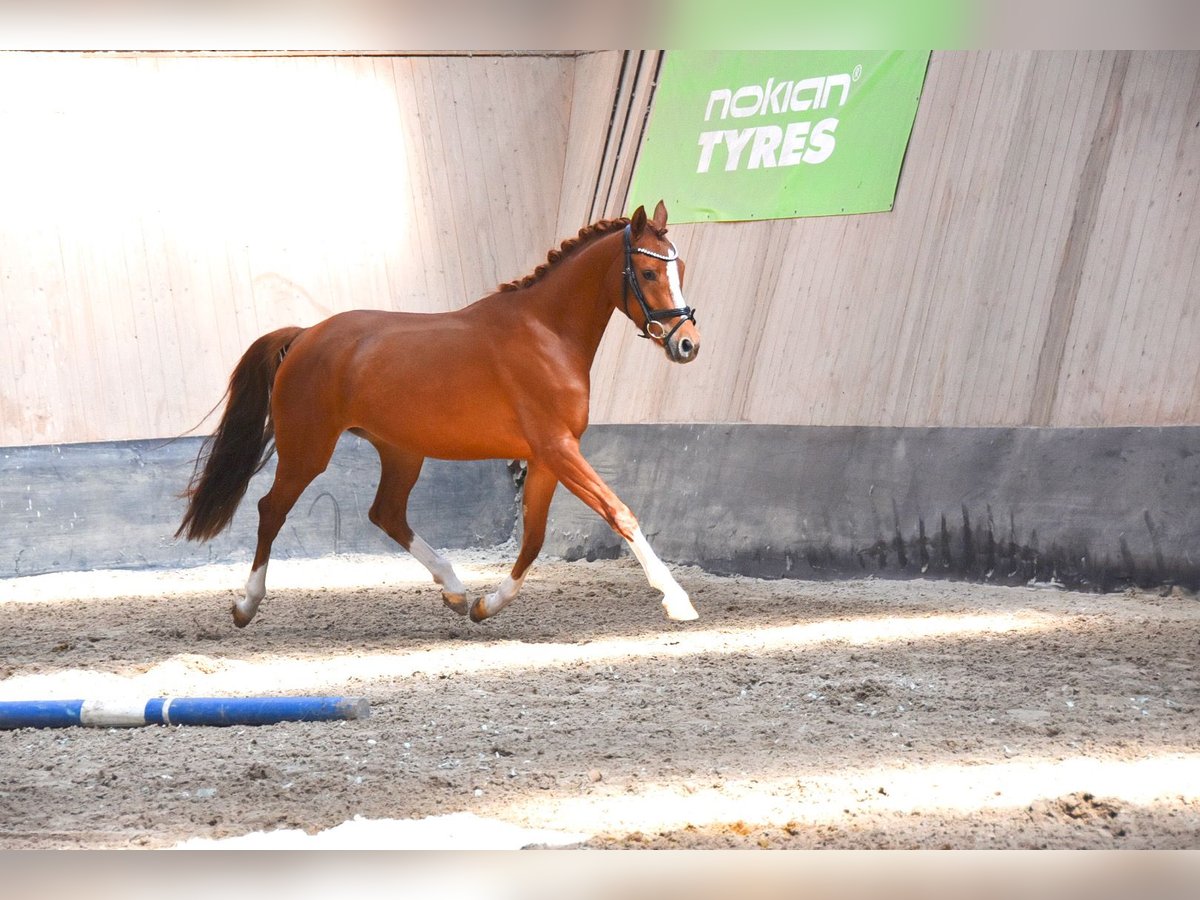 German Riding Pony Mare 4 years 14,1 hh Chestnut-Red in Wegeleben