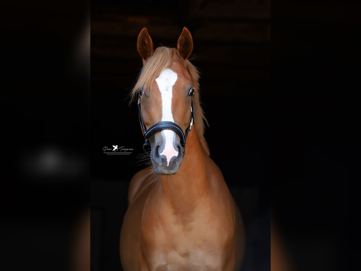 German Riding Pony Mare 4 years 14,1 hh Chestnut-Red in Neuenkirchen-Vörden