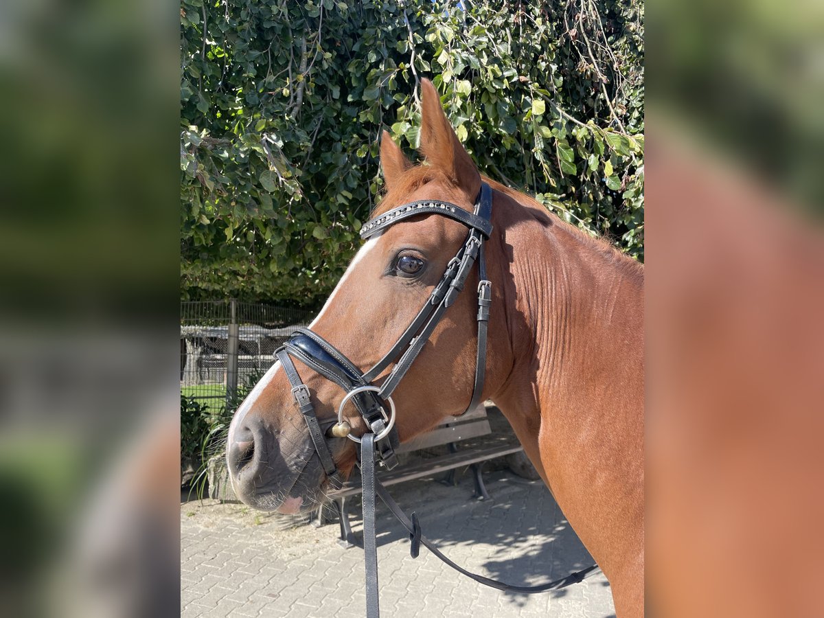 German Riding Pony Mare 4 years 14,1 hh Chestnut-Red in Krefeld