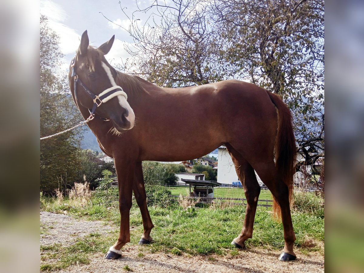 German Riding Pony Mare 4 years 14,1 hh Chestnut-Red in Maurach a. A.