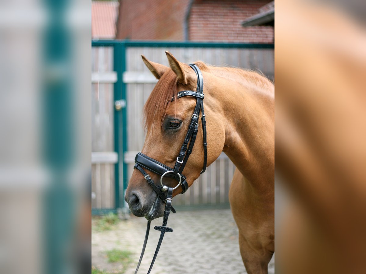 German Riding Pony Mare 4 years 14,1 hh Chestnut-Red in Hatten