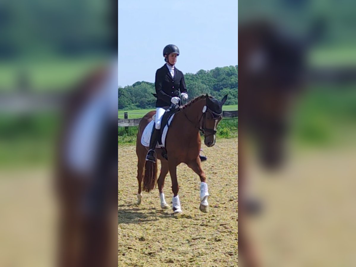 German Riding Pony Mare 4 years 14,1 hh Chestnut-Red in Krefeld