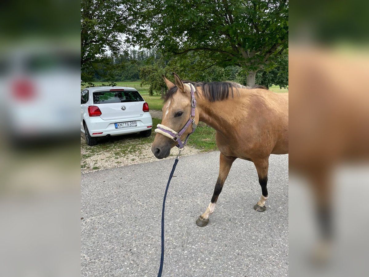 German Riding Pony Mare 4 years 14,1 hh Dun in Bodman-Ludwigshafen