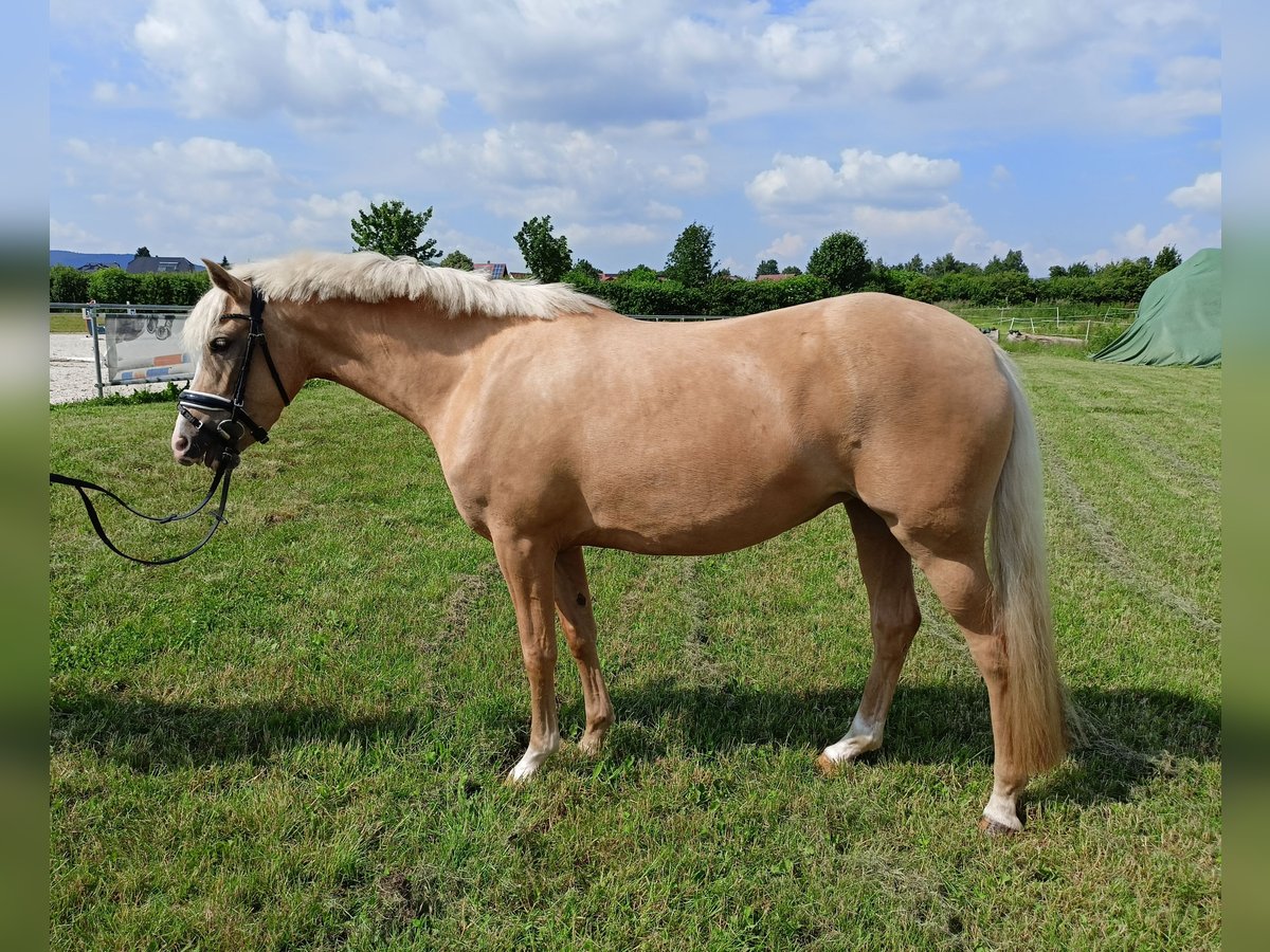 German Riding Pony Mare 4 years 14,1 hh Palomino in Salzhemmendorf