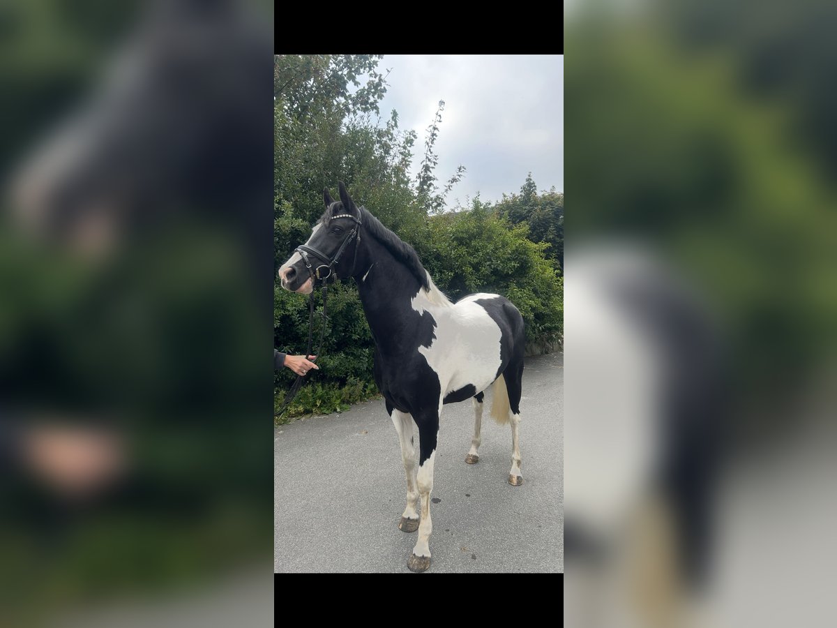 German Riding Pony Mare 4 years 14,1 hh in Högel