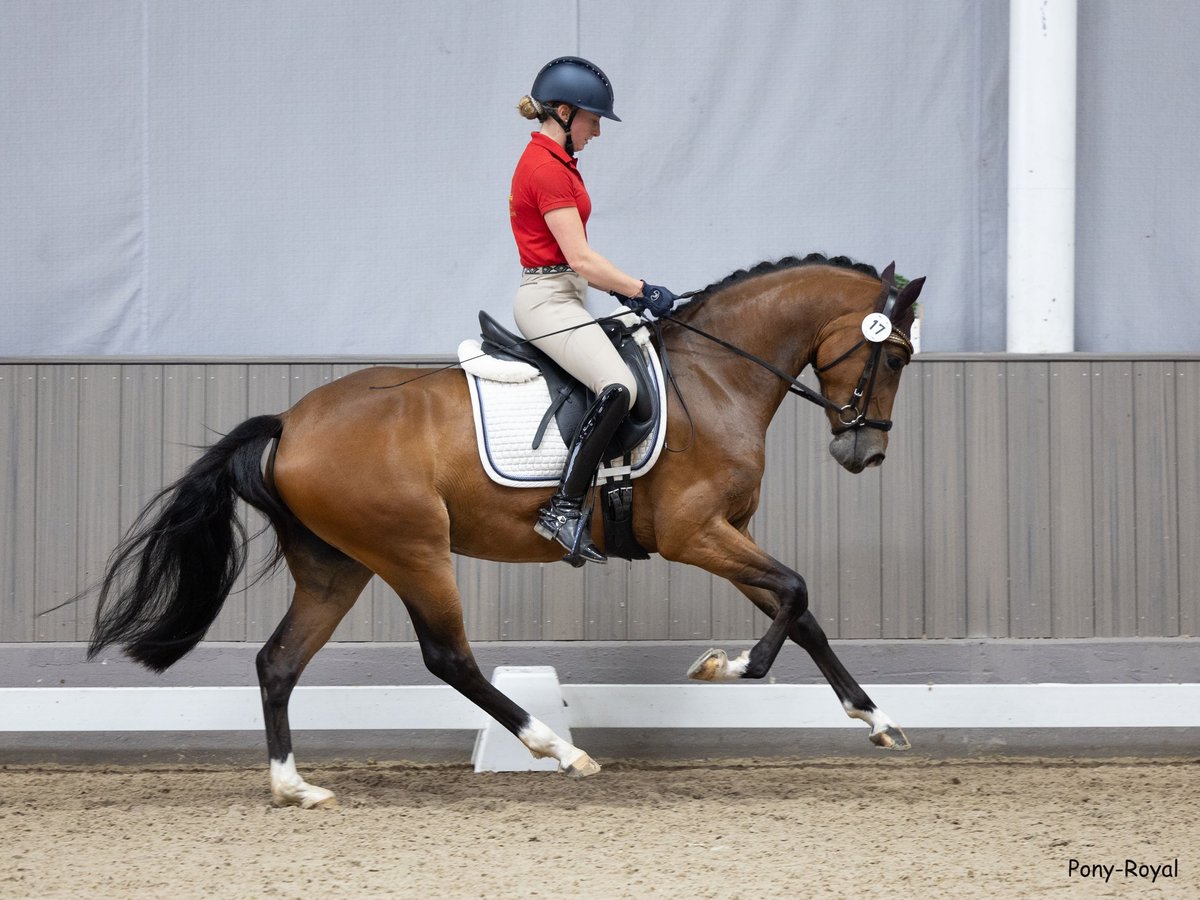 German Riding Pony Mare 4 years 14,3 hh Brown in Großenkneten