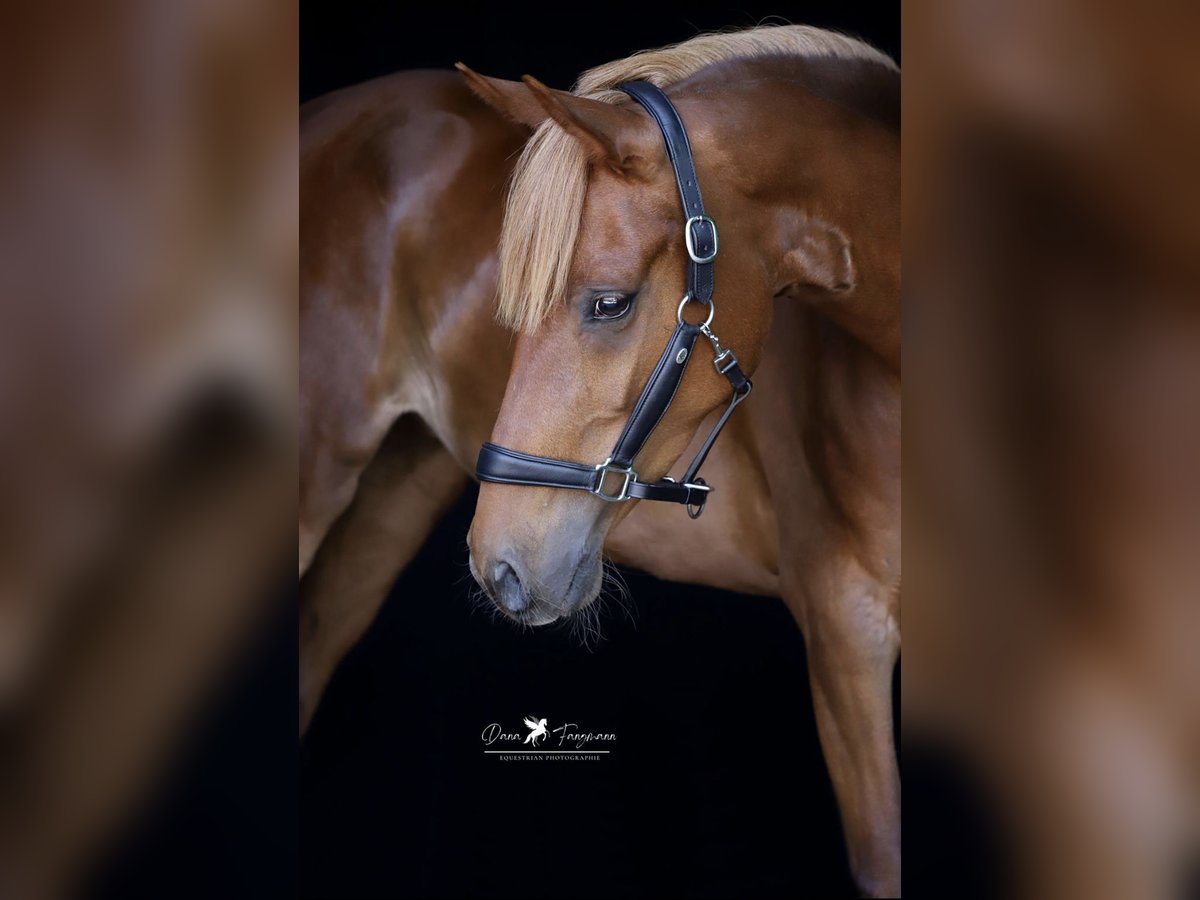 German Riding Pony Mare 4 years 14,3 hh Chestnut-Red in Neuenkirchen-V&#xF6;rden