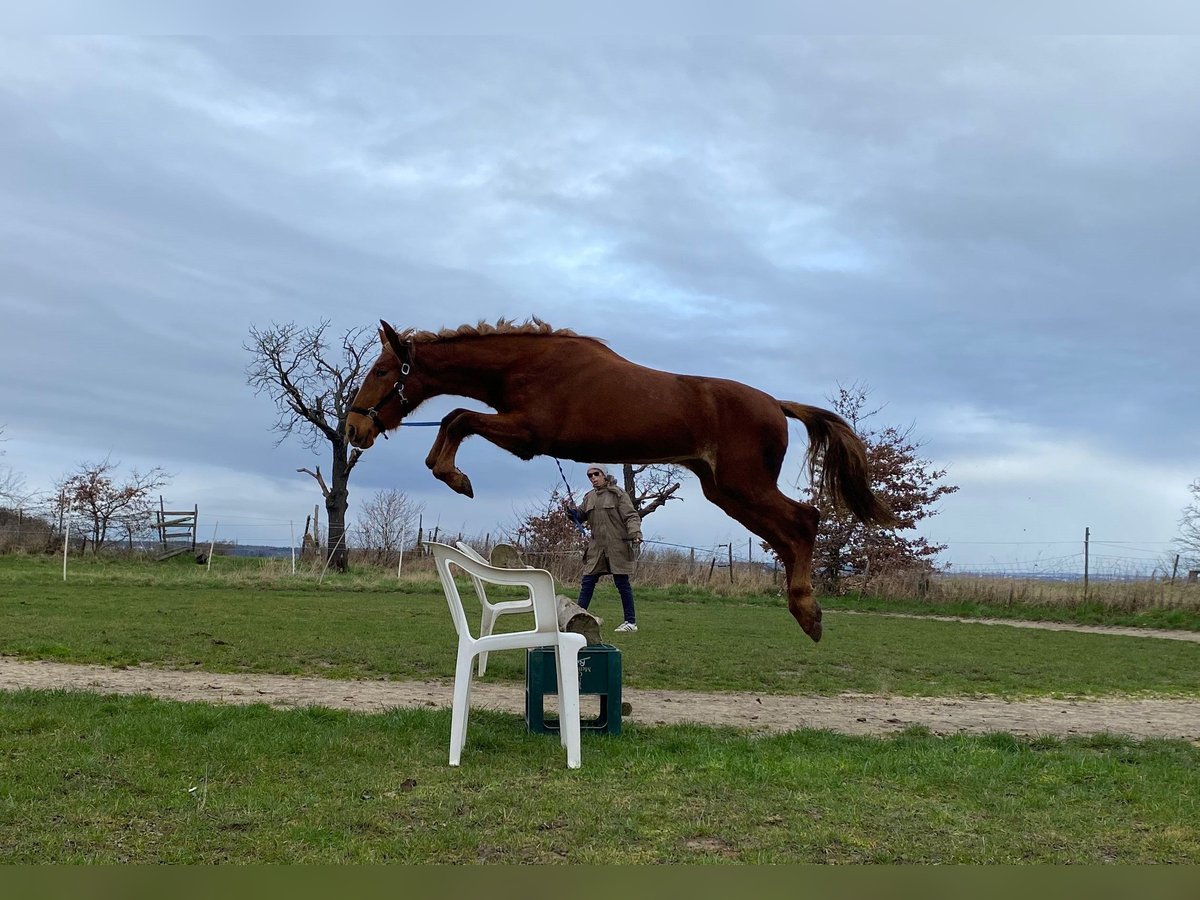 German Riding Pony Mare 4 years 14,3 hh Rabicano in Bonn