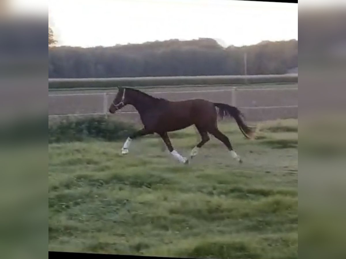 German Riding Pony Mare 4 years 14 hh Brown in Daleiden