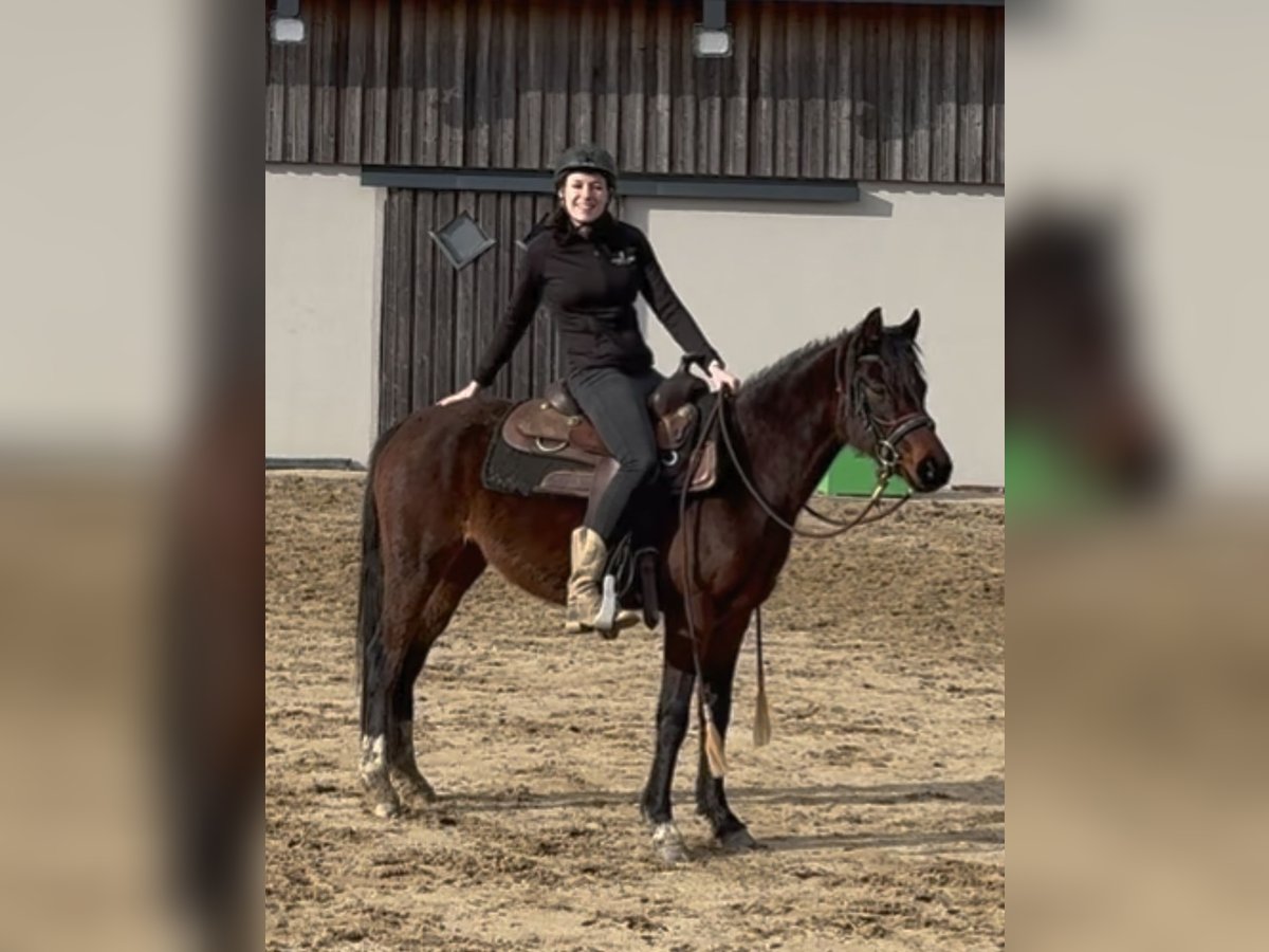 German Riding Pony Mare 4 years 14 hh Brown in Daleiden