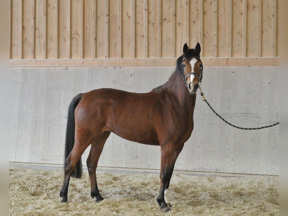 German Riding Pony Mare 4 years 14 hh Brown in Wellheim