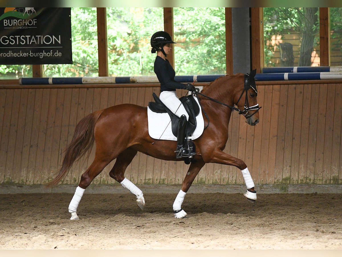 German Riding Pony Mare 4 years 14 hh Chestnut-Red in Riedstadt