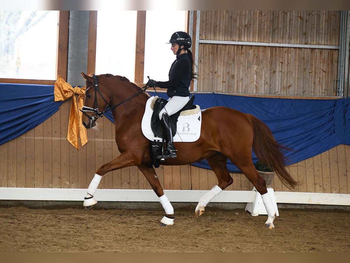 German Riding Pony Mare 4 years 14 hh Chestnut-Red in Riedstadt