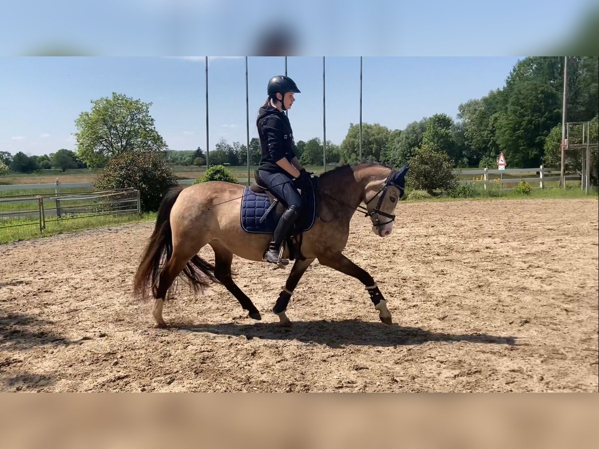 German Riding Pony Mare 4 years 14 hh Dun in Achern