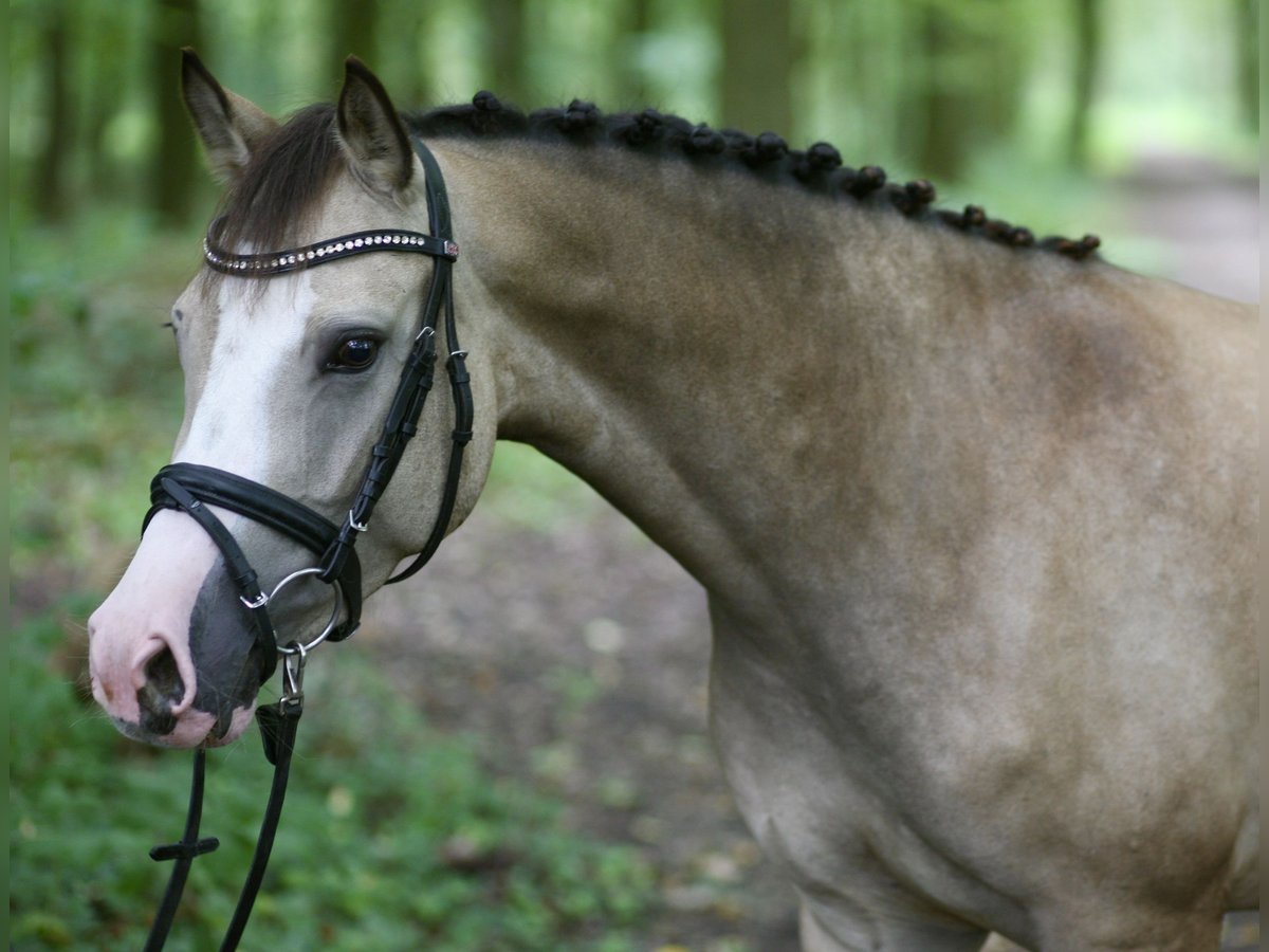 German Riding Pony Mare 4 years 14 hh Dun in Achern