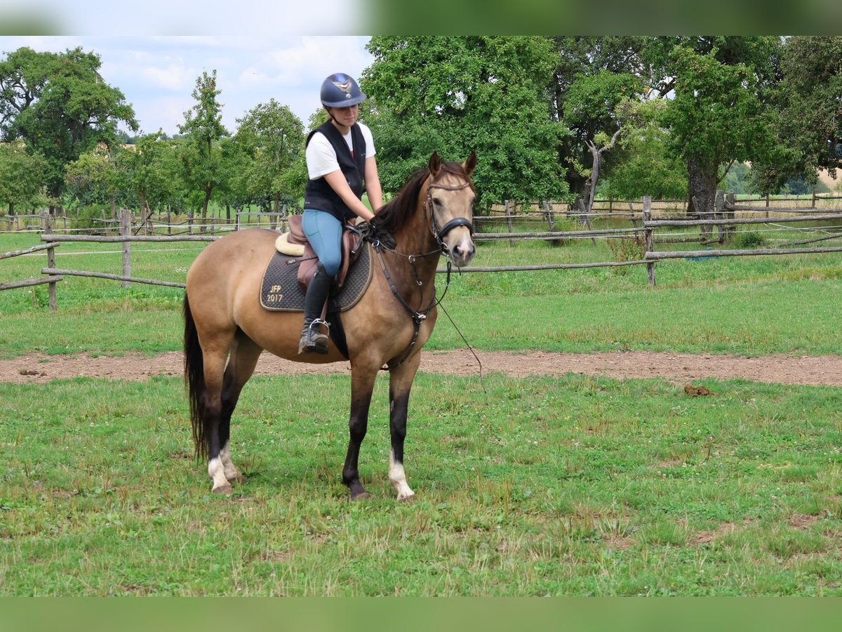 German Riding Pony Mix Mare 4 years 14 hh Dun in Buchen Waldhausen
