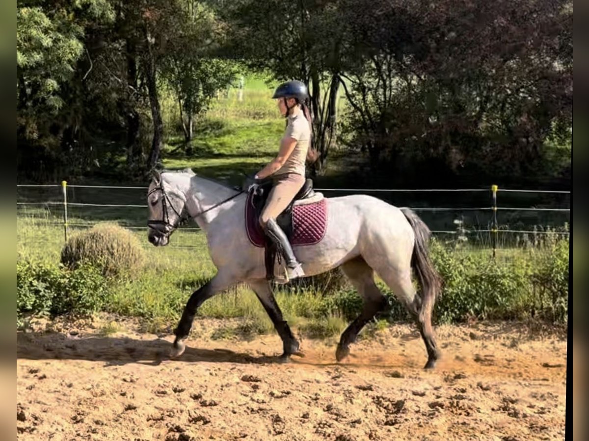 German Riding Pony Mare 4 years 14 hh Grey-Dark-Tan in Harsdorf