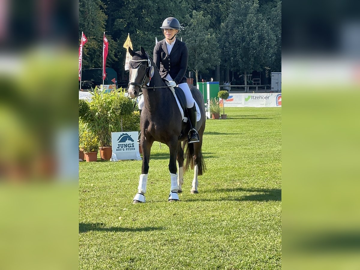 German Riding Pony Mare 4 years 14,1 hh Bay-Dark in Ahrensburg