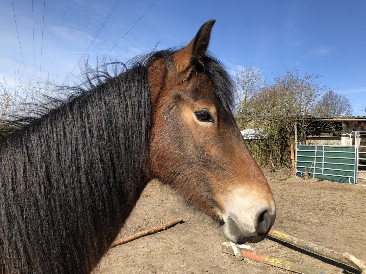 German Riding Pony Mare 4 years 14,1 hh Brown in Damp