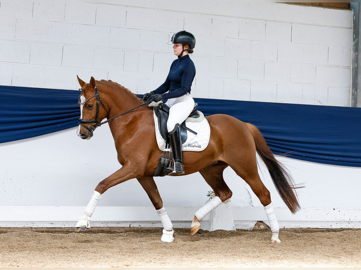 German Riding Pony Mare 4 years 14,1 hh Chestnut-Red in Marsberg