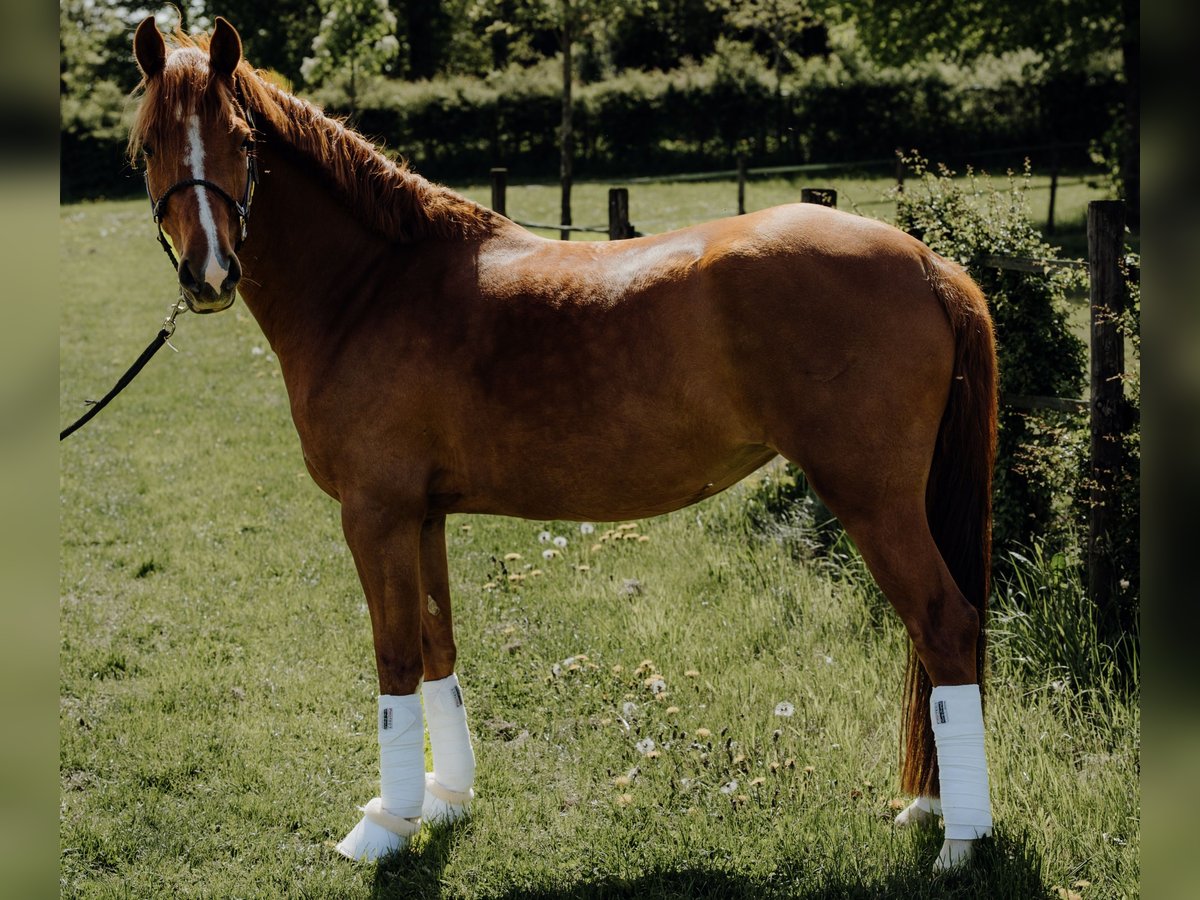 German Riding Pony Mare 4 years 14,1 hh Chestnut-Red in Monschau