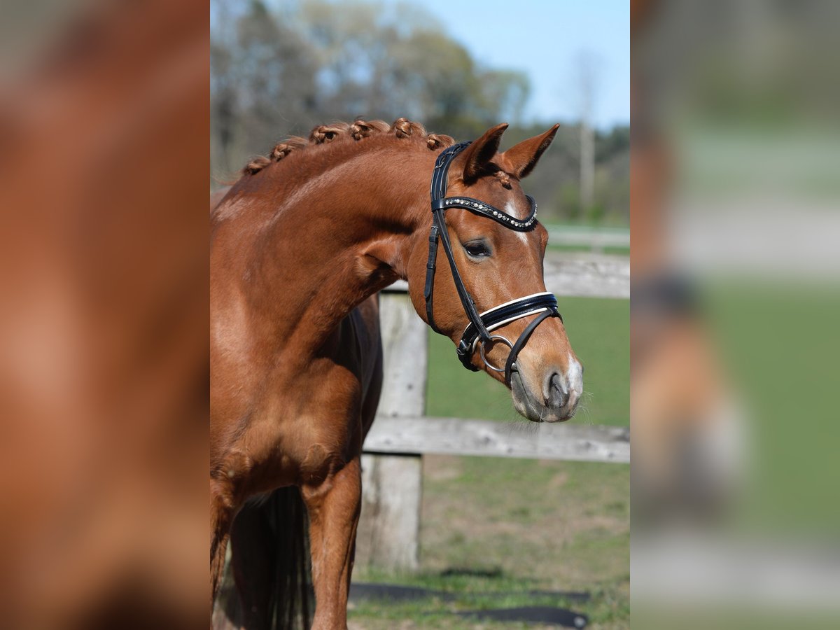 German Riding Pony Mare 4 years 14,1 hh Chestnut-Red in Steinhagen