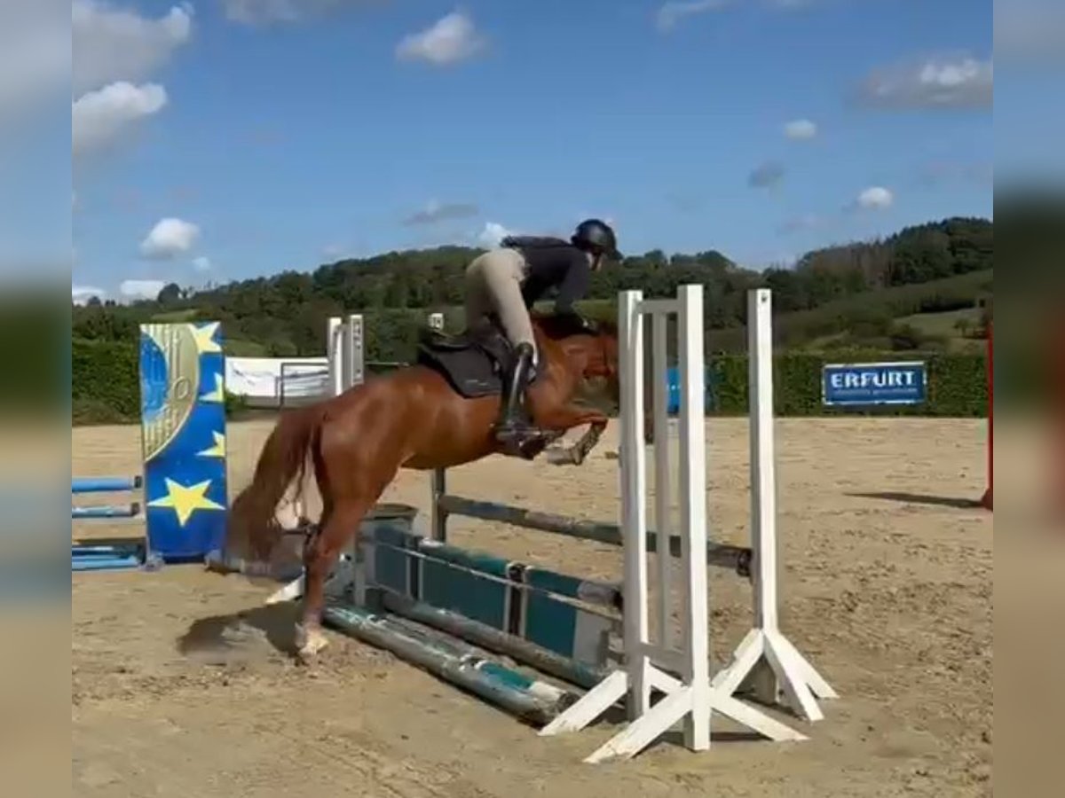 German Riding Pony Mare 4 years 14,1 hh Chestnut-Red in Lindlar