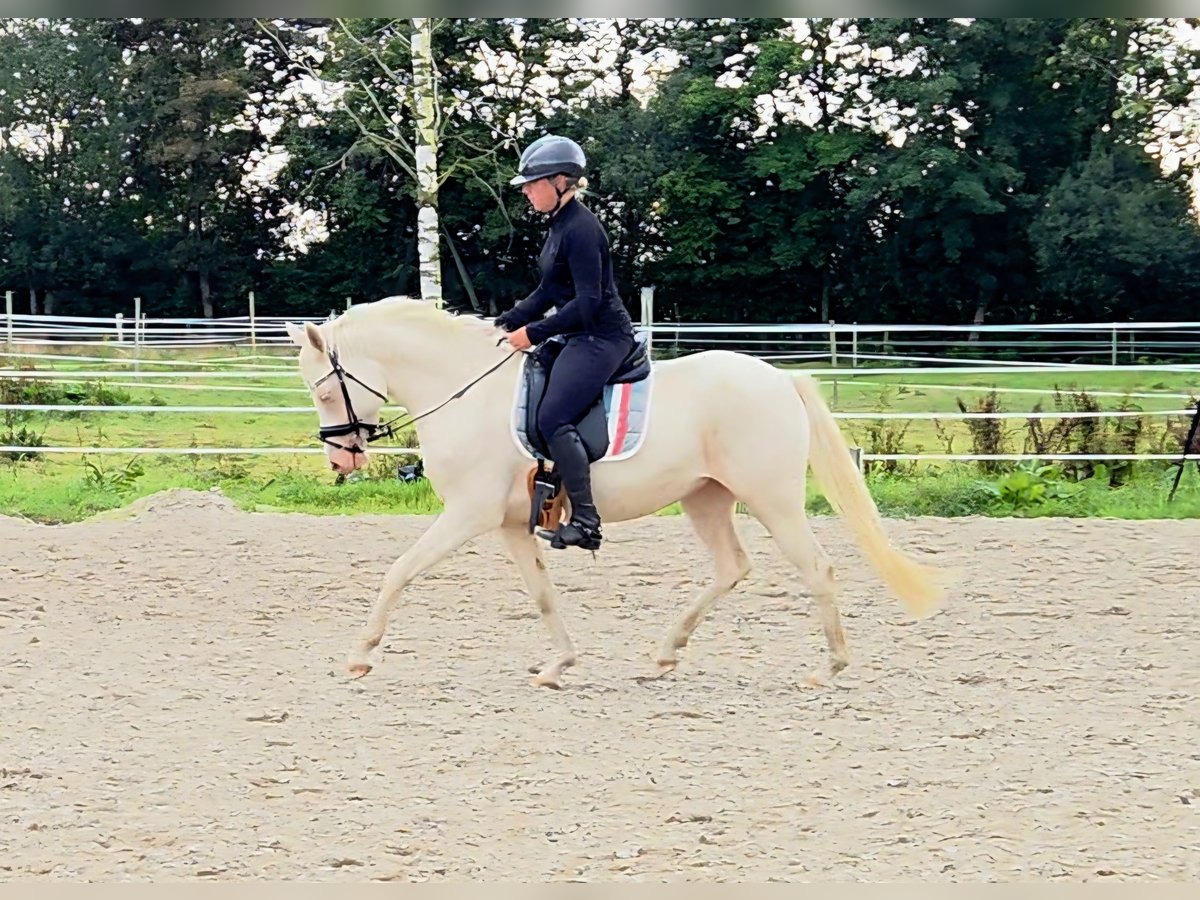 German Riding Pony Mare 4 years 14,1 hh Cremello in Leer (Ostfriesland)